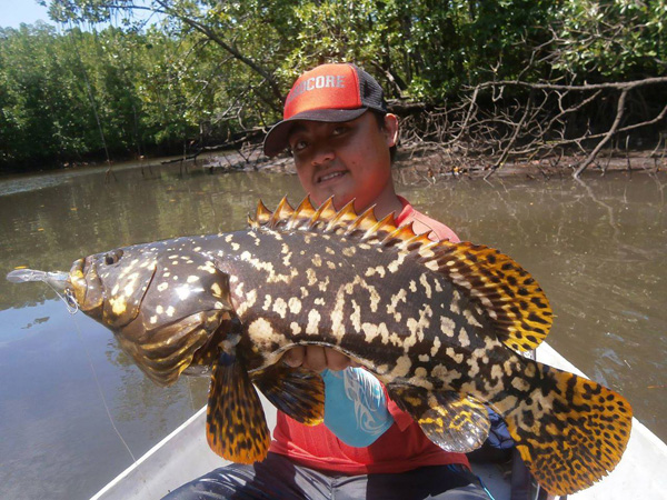 kerapu naga