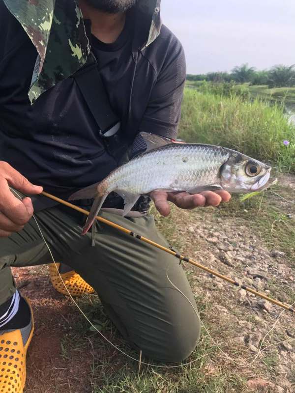 ikan bulan dengan fly fishing