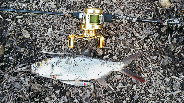 ikan bulan