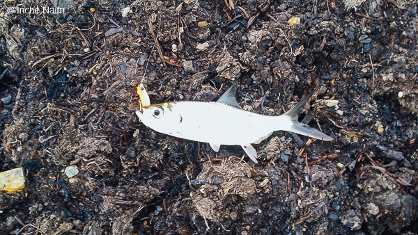 Gewang ikan bulan