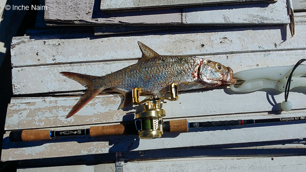 memancing ikan bulan
